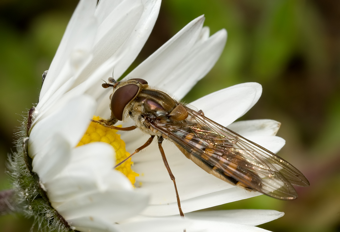 Marmalade Hoverfly 1